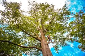 Trusted Dane, WI Tree Services Experts