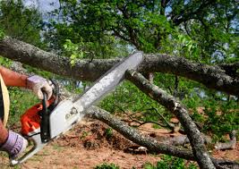 Best Tree Cabling and Bracing  in Dane, WI