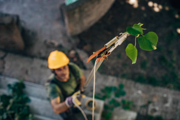 How Our Tree Care Process Works  in  Dane, WI