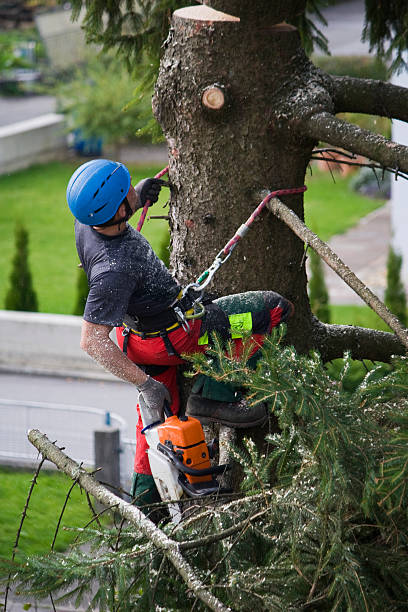 Best Commercial Tree Services  in Dane, WI
