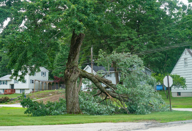 Best Tree Fertilization  in Dane, WI